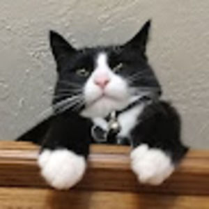 Meet your Posher, Bailey